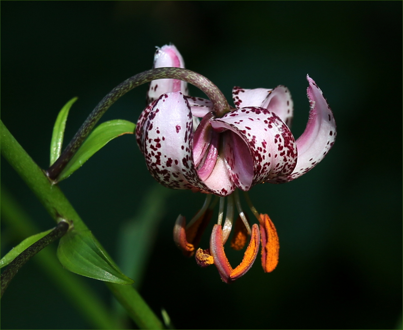 Türkenbund-Lilie (Lilium martagon).