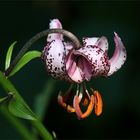 Türkenbund-Lilie (Lilium martagon).