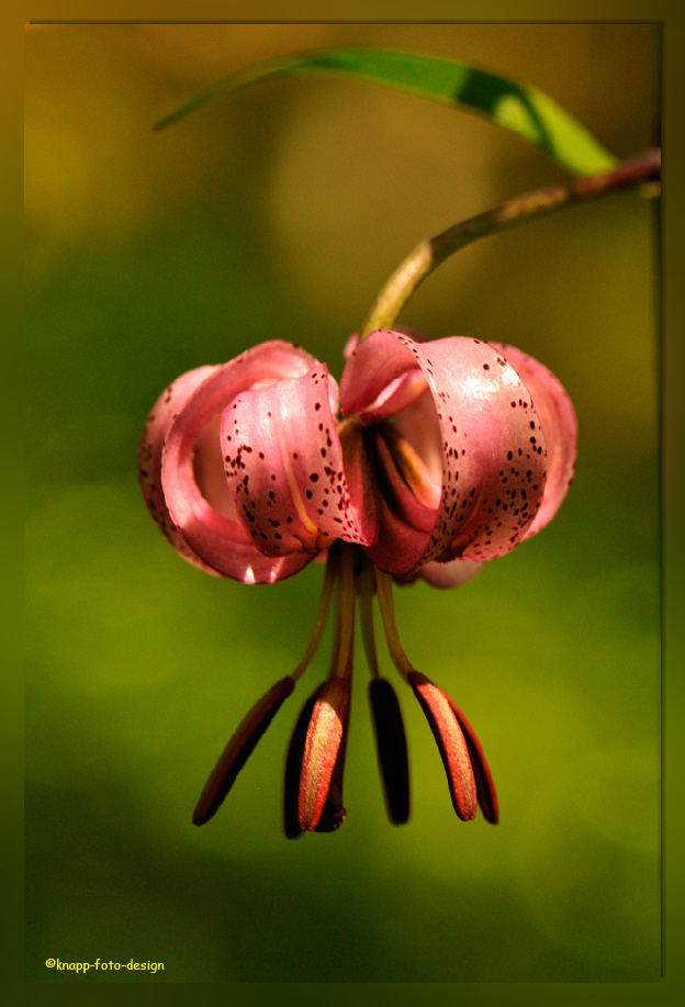 Türkenbund-Lilie (Lilium martagon)