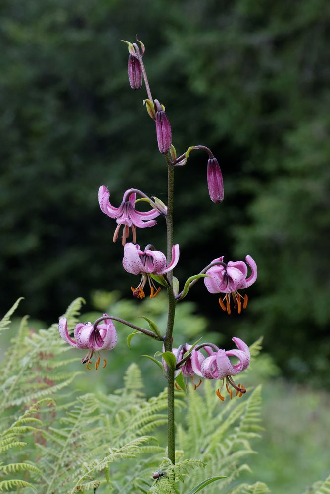 TürkenbundLilie (Lilium martagon) Foto & Bild pflanzen, lilien