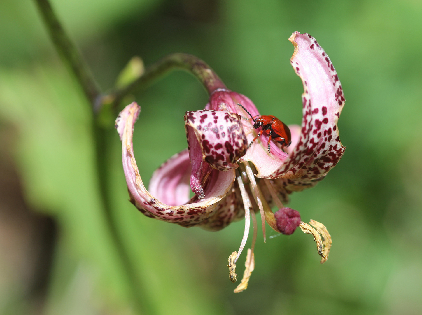 Türkenbund-Lilie, wild wachsend mit Lilienhähnchen