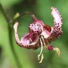 Türkenbund-Lilie, wild wachsend mit Lilienhähnchen