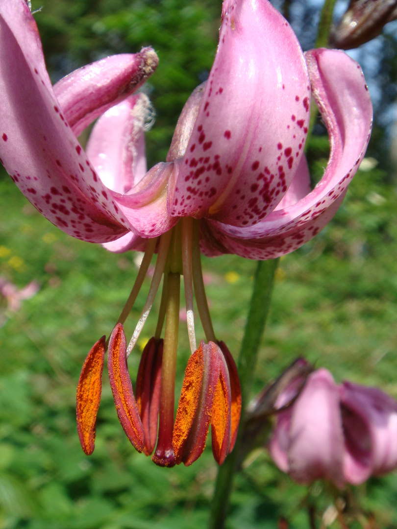 Türkenbund-Lilien