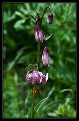 Türkenbund-Lilien