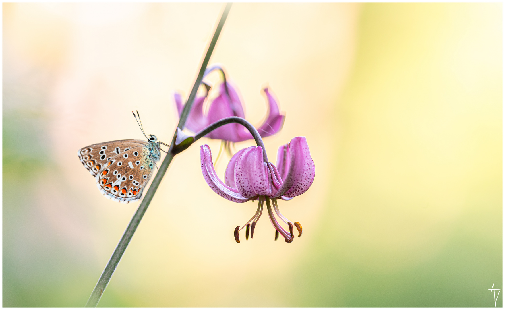 Türkenbund (Lilium martagon)