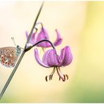 Türkenbund (Lilium martagon)