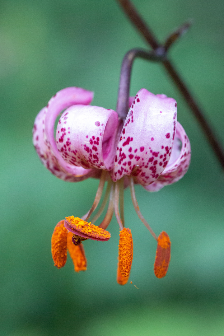 Türkenbund (Lilium martagon)