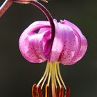 Türkenbund (Lilium martagon)