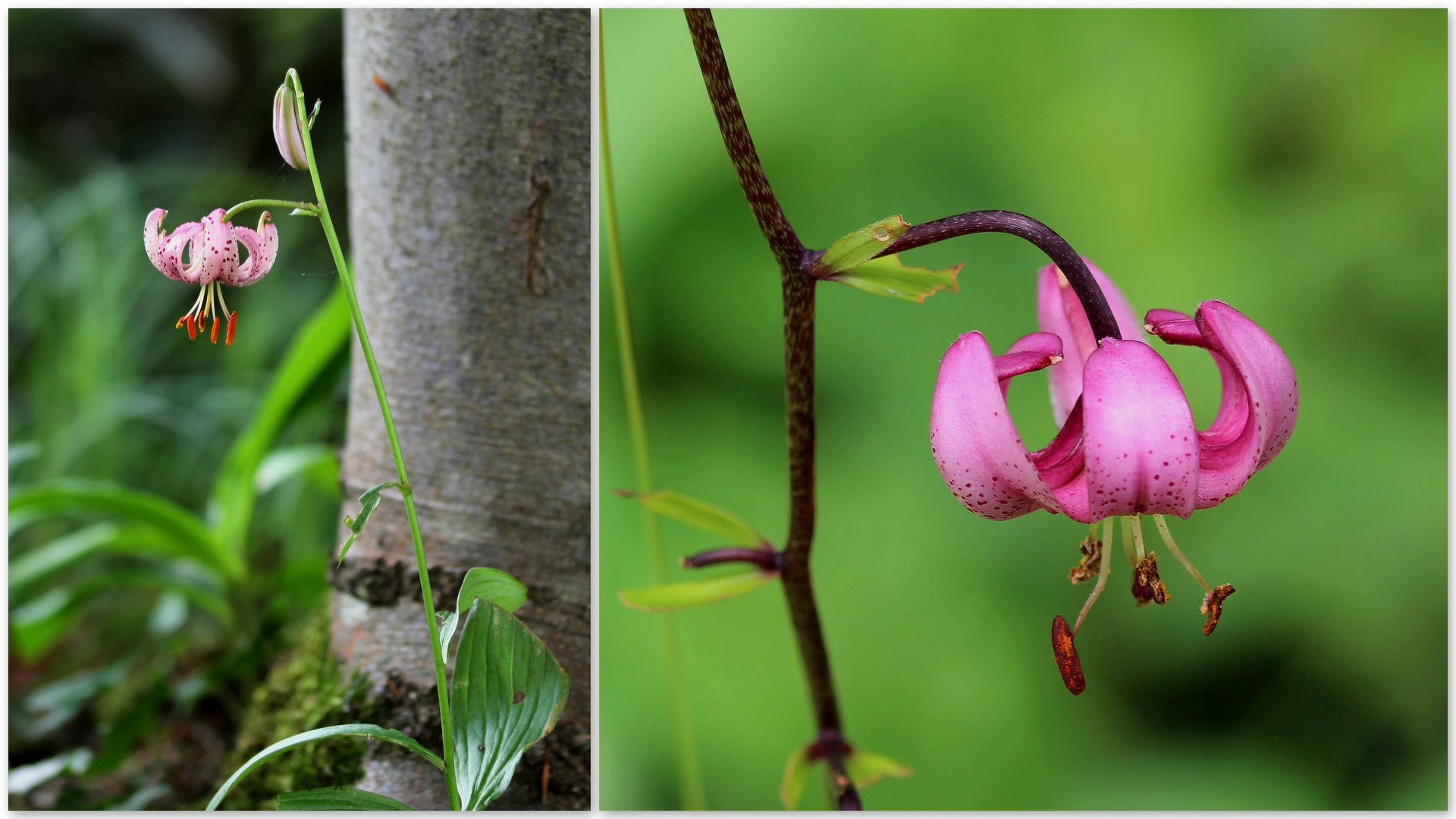 Türkenbund (Lilium martagon).