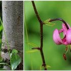 Türkenbund (Lilium martagon).