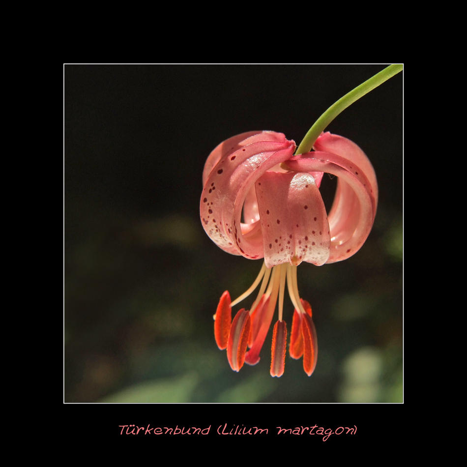 Türkenbund (Lilium martagon)