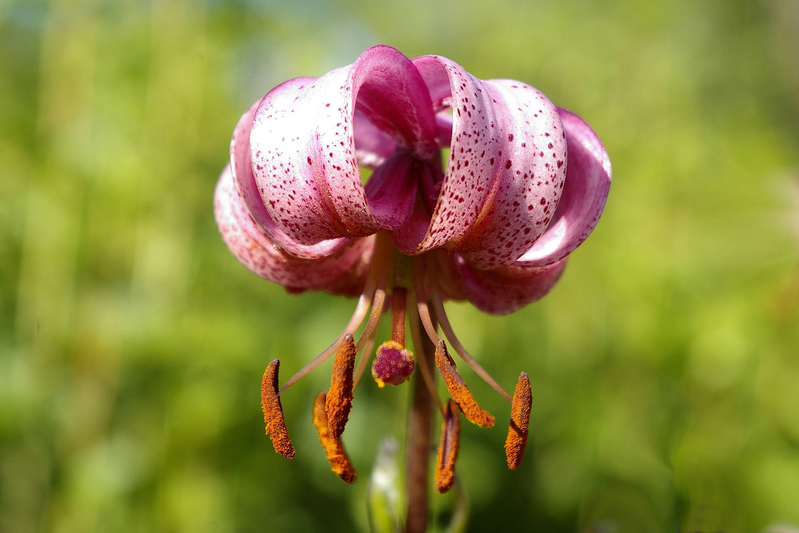 Türkenbund (Lilium martagon)