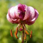 Türkenbund (Lilium martagon)