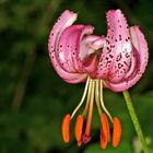 Türkenbund (Lilium martagon)