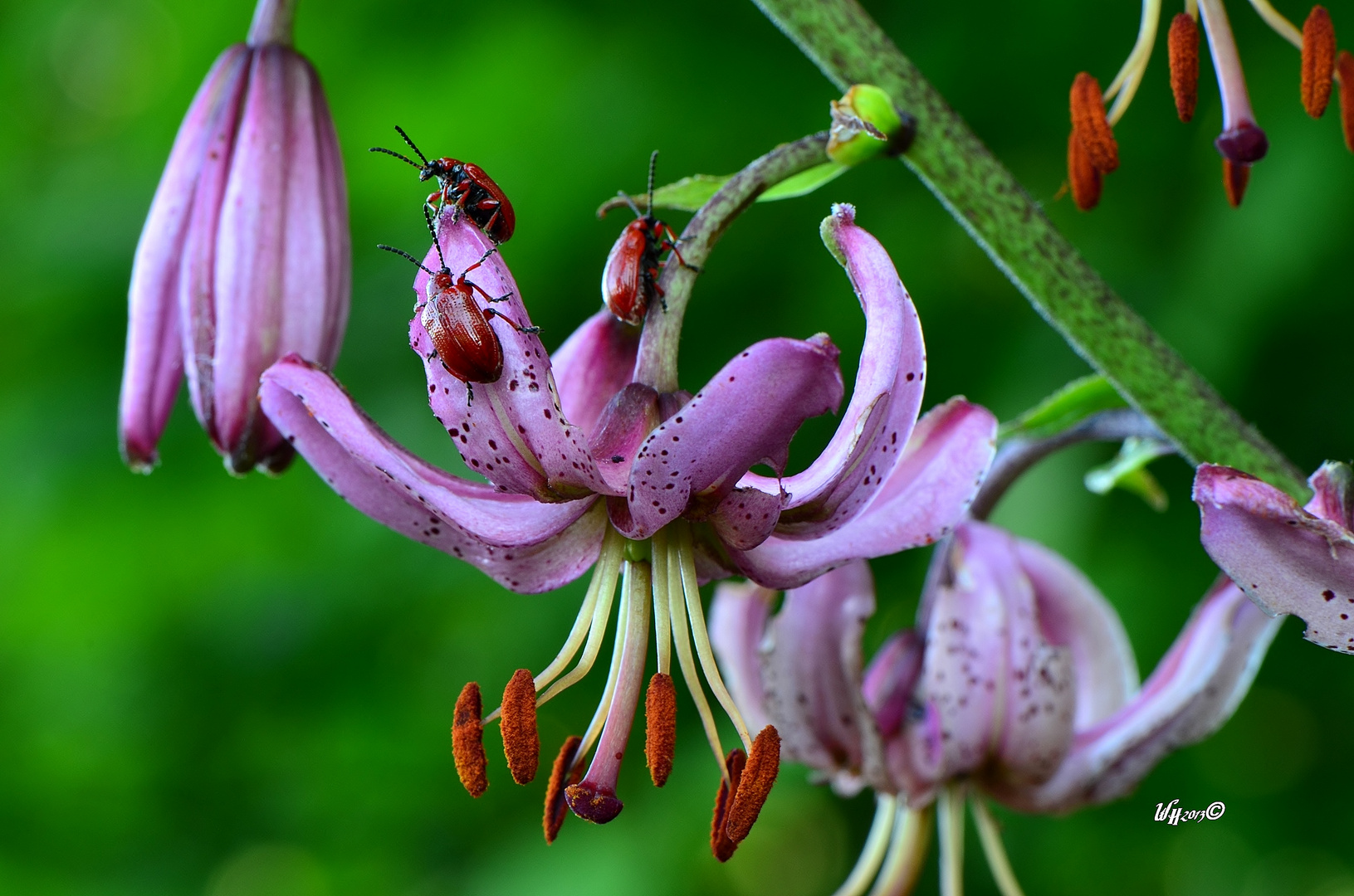 Türkenbund (Lilium martagon)