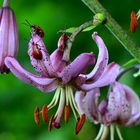 Türkenbund (Lilium martagon)