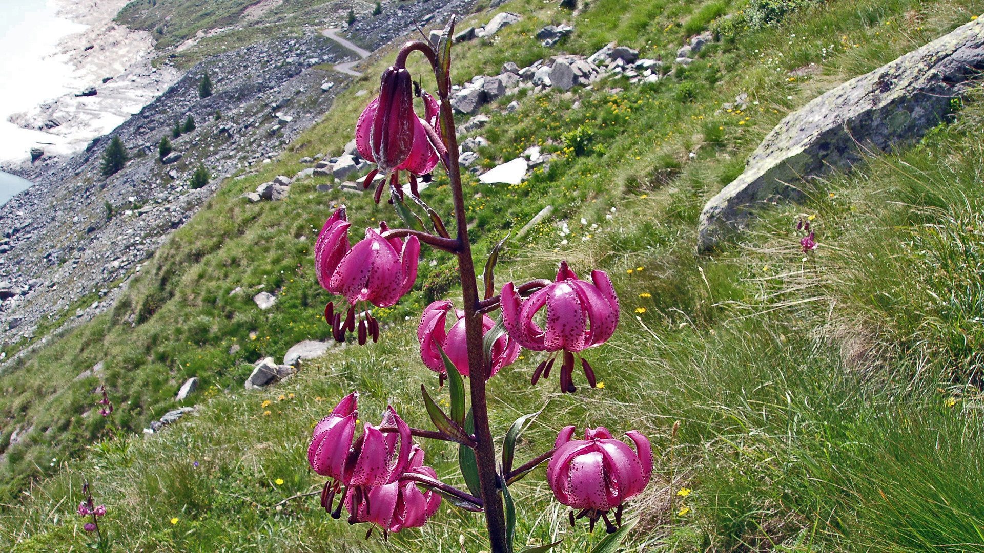 Türkenbund - Lilium martagon am Mattmarkstausee am Ende des Saastales im Wallis in der Schweiz