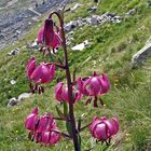 Türkenbund - Lilium martagon am Mattmarkstausee am Ende des Saastales im Wallis in der Schweiz