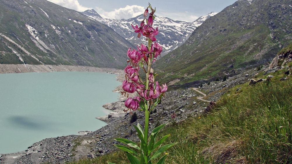 Türkenbund-Lilium martagon am Mattmarkstausee im Wallis...