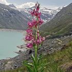 Türkenbund-Lilium martagon am Mattmarkstausee im Wallis...