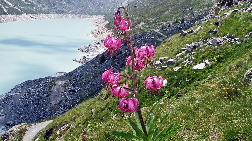 Türkenbund -Lilium Martagon am Naturstandort...