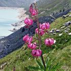 Türkenbund -Lilium Martagon am Naturstandort...