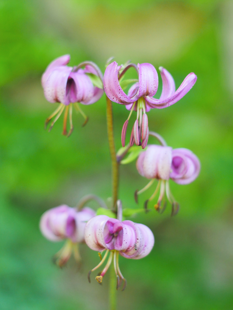 Türkenbund (Lilium martagon)