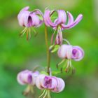 Türkenbund (Lilium martagon)