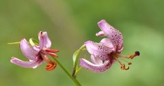 Türkenbund (Lilium martagon)