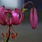 Türkenbund (Lilium martagon)