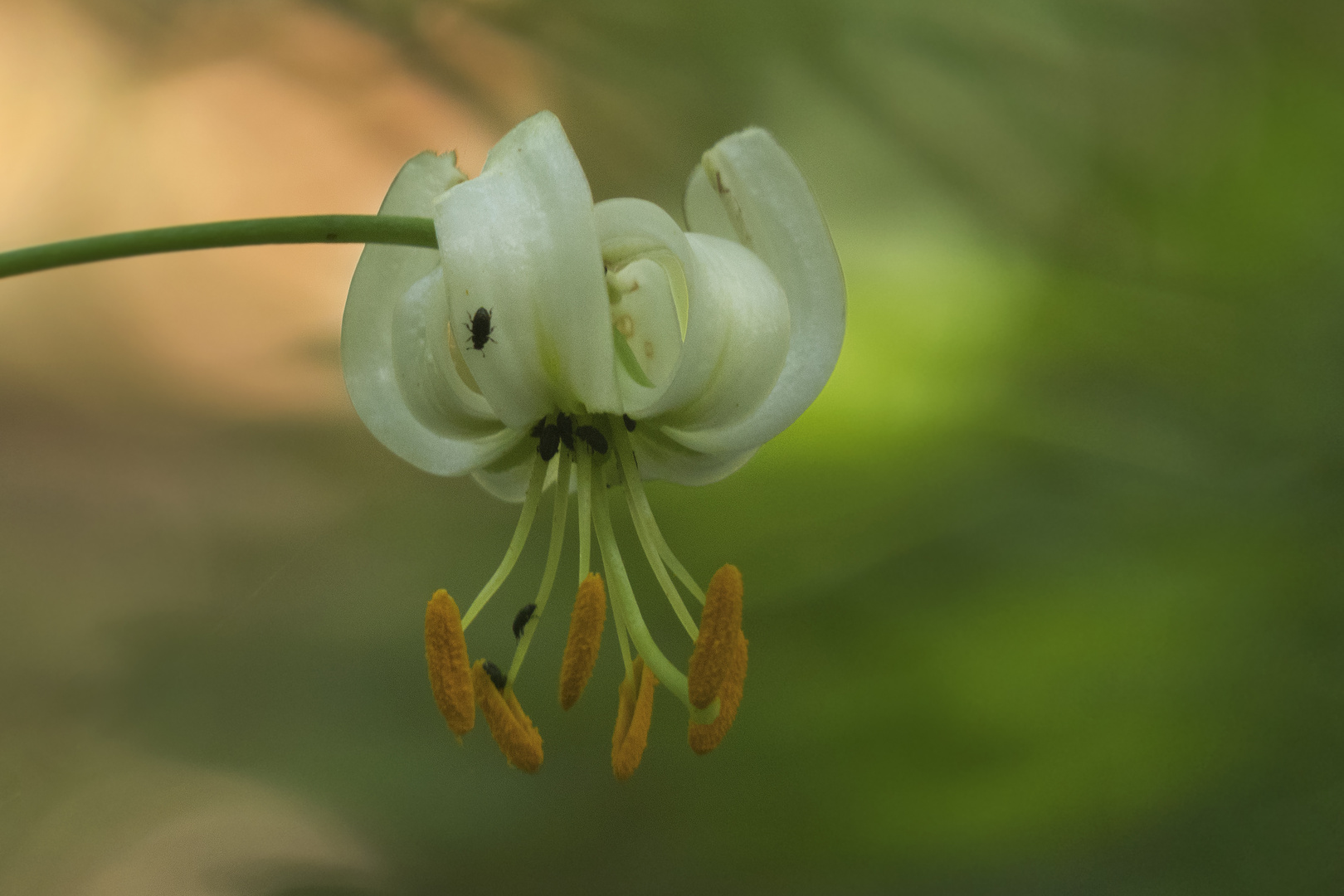 Türkenbund Lilium martagon