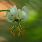 Türkenbund Lilium martagon