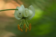 Türkenbund Lilium martagon