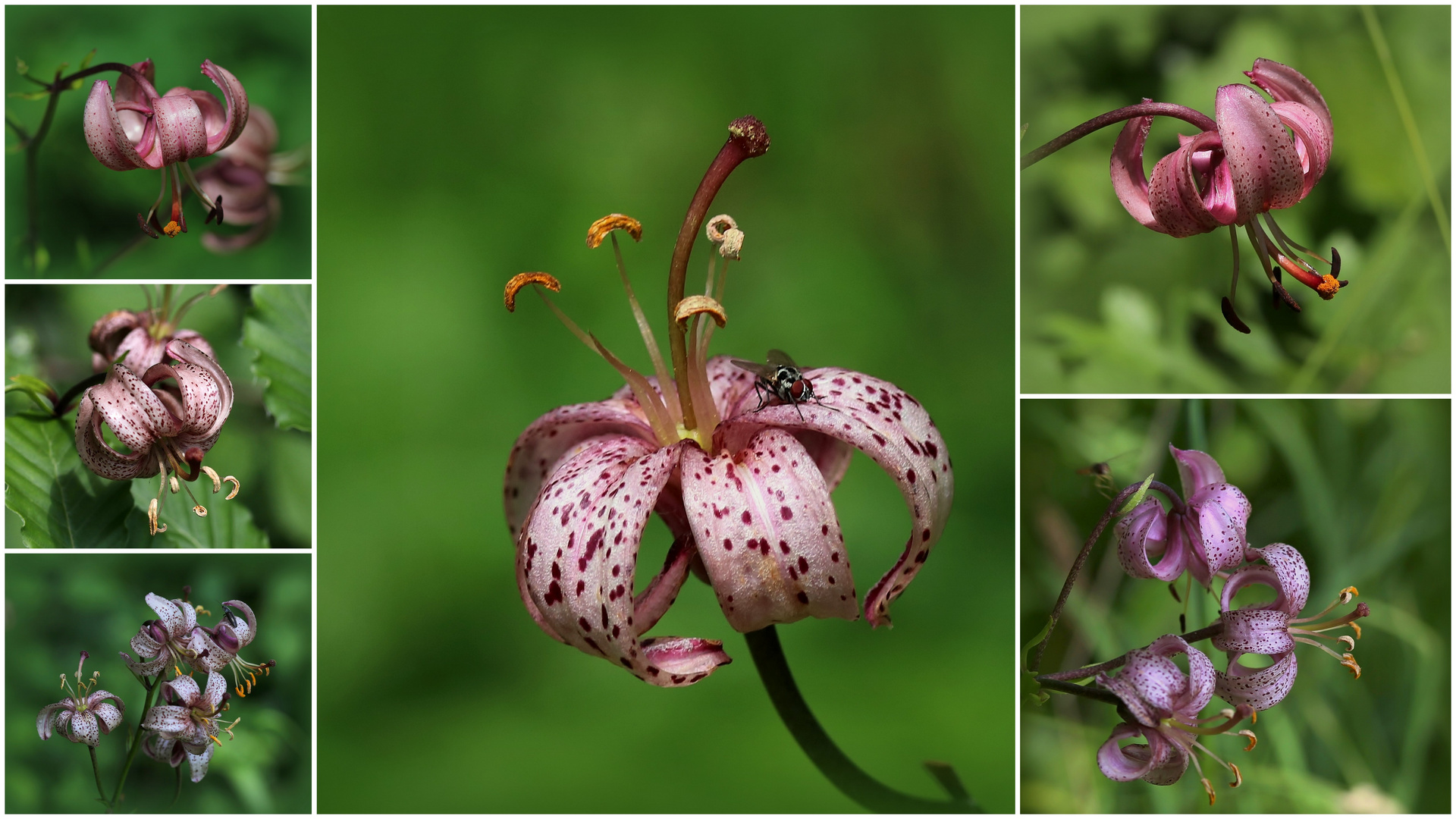 Türkenbund (Lilium martagon).