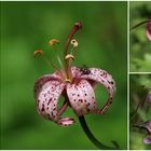 Türkenbund (Lilium martagon).