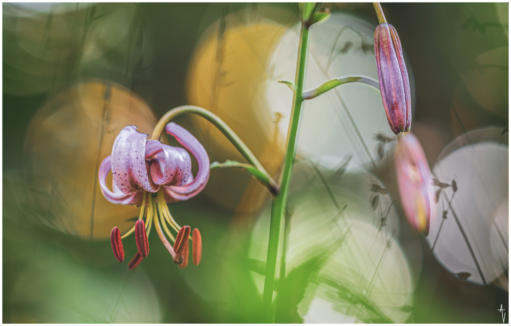 Türkenbund (Lilium martagon)