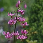 Türkenbund - Lilium martagon mit 13 geöffneten Blüten