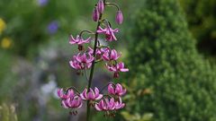 Türkenbund - Lilium martagon mit 13 geöffneten Blüten