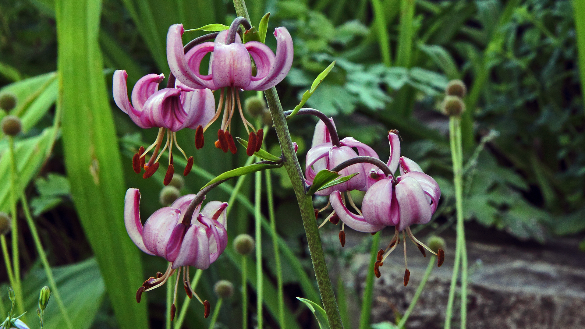 Türkenbund . Lilium martagon mit 5 schönen offenen Blüten...