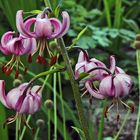 Türkenbund . Lilium martagon mit 5 schönen offenen Blüten...