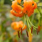 Türkenbund (Lilium martagon) oder auch Türkenbund-Lilie