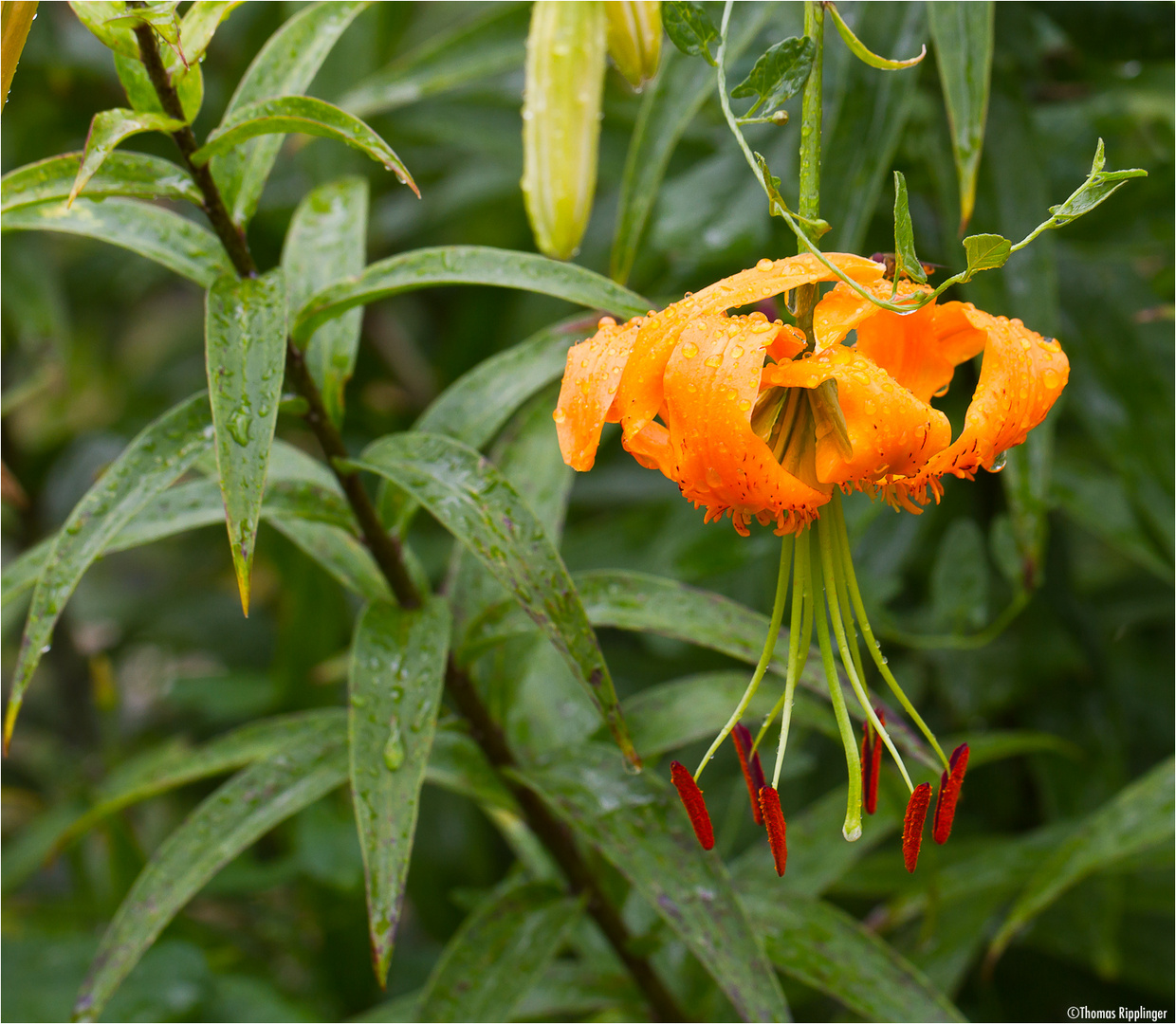 Türkenbund (Lilium martagon) oder auch Türkenbund-Lilie.