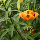 Türkenbund (Lilium martagon) oder auch Türkenbund-Lilie.