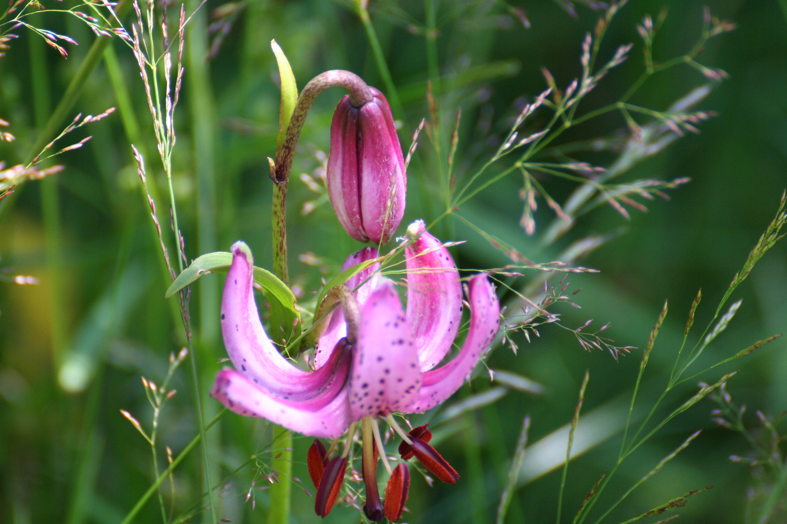 Türkenbund-Lillie im Schwarzwald