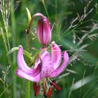 Türkenbund-Lillie im Schwarzwald