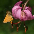 Türkenbund mit rostfarbigen Dickkopffalter (hesperiidae)