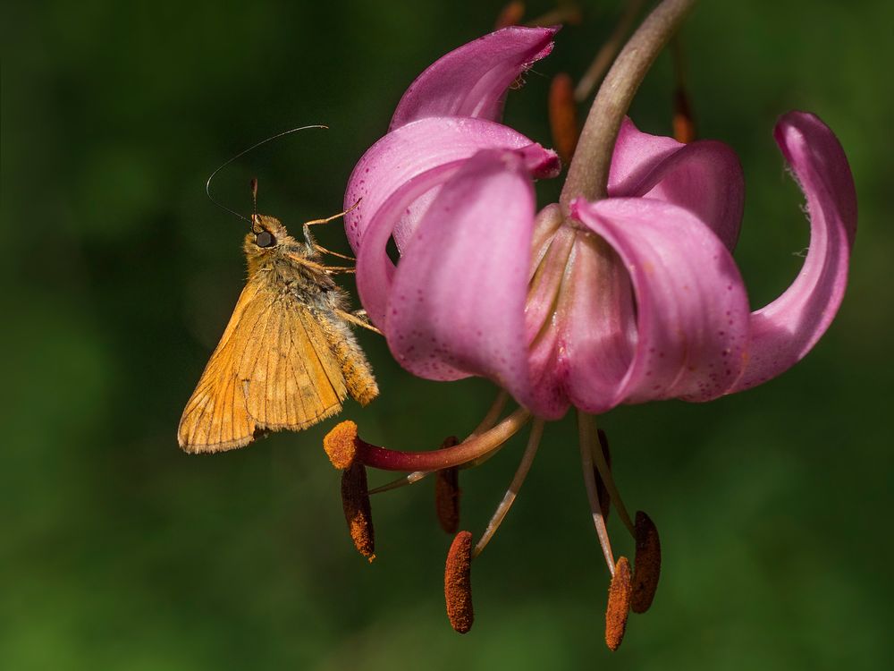 Türkenbund mit rostfarbigen Dickkopffalter (hesperiidae)