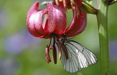 Türkenbund mit Schmetterling