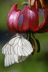 Türkenbund mit Schmetterling