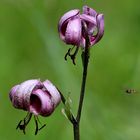 Türkenbund und Schwebfliege